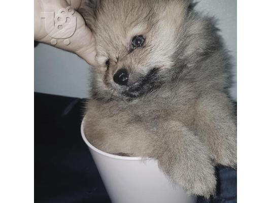 PoulaTo: Pomeranian